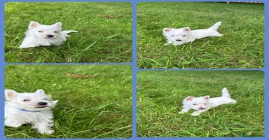 West Highland Terrier dogs - Advert 2