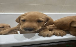 Labrador Retriever dogs for sale: Beautiful kc reg Labrador pups - Image 4