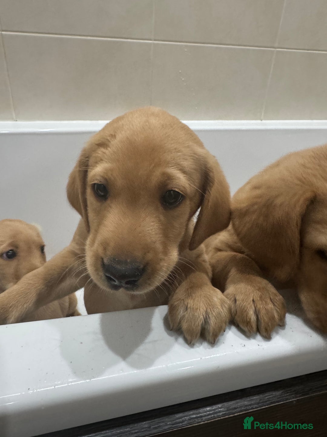 Labrador Retriever dogs for sale: Beautiful kc reg Labrador pups - Image 4