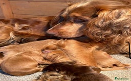 Cocker Spaniel dogs for sale: STUNNING FUR BABYS NEED A HOME🐶🩷🩵 - Image 8