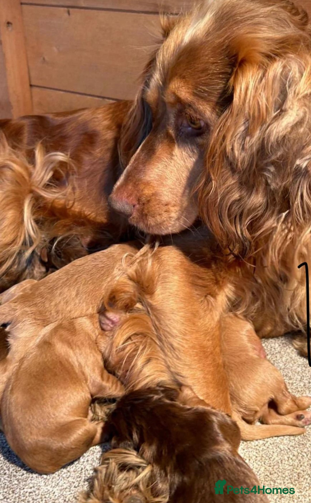 Cocker Spaniel dogs for sale: STUNNING FUR BABYS NEED A HOME🐶🩷🩵 - Image 8