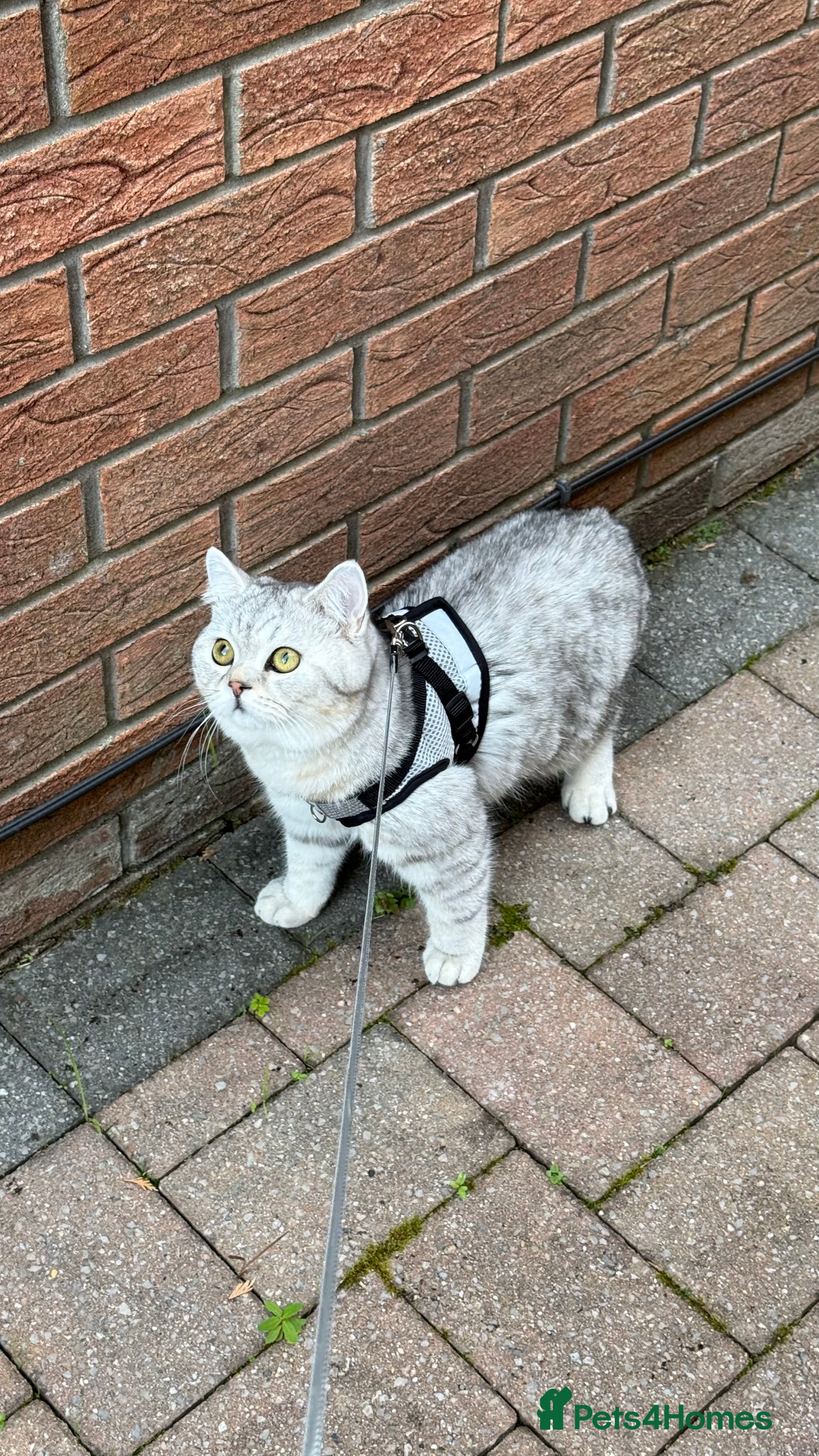British Shorthair cats Beautiful British Shorthair Chinchilla  - Advert 5