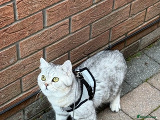 British Shorthair cats Beautiful British Shorthair Chinchilla - Advert 2