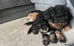 Toy Poodle dogs for sale: KC toy poodle puppies - Image 18