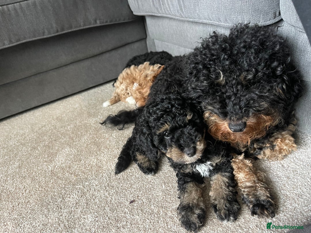 Toy Poodle dogs for sale: KC toy poodle puppies - Image 18