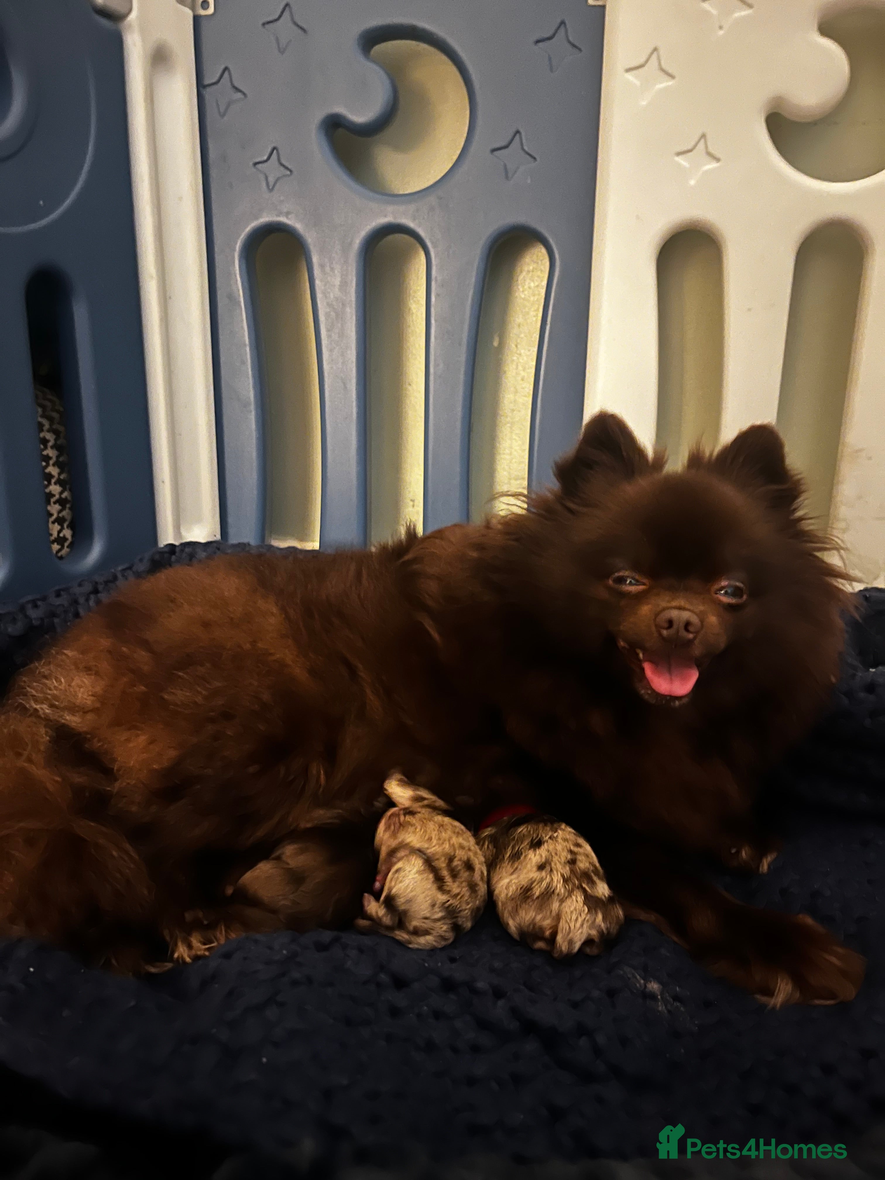 Pomeranian dogs READY NOW Super fluffy adorable Pomeranians  - Advert 4