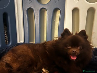 Pomeranian dogs READY NOW Super fluffy adorable Pomeranians - Advert 2