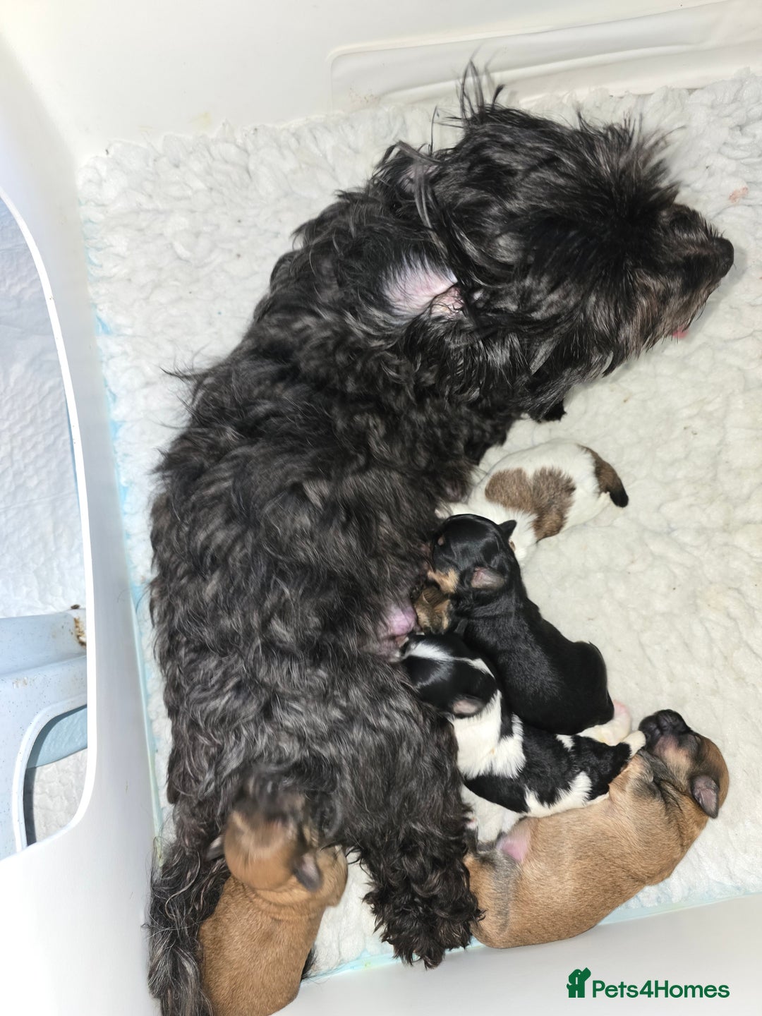 Havanese dogs for sale: Pedigree Havanese pups - Advert 9