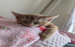 British Longhair cats for sale: Ginger male kitten for rehoming!  - Image 1