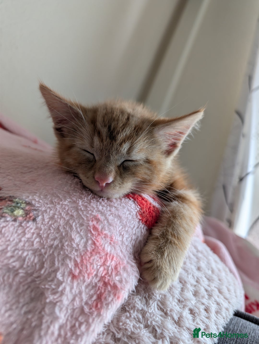 British Longhair cats for sale: Ginger male kitten for rehoming!  - Image 1