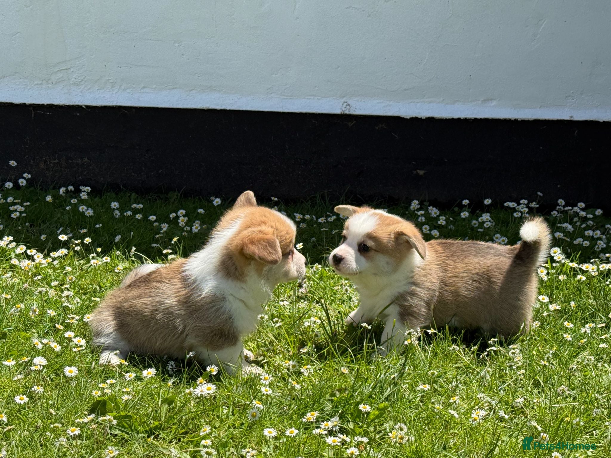 Welsh Corgi Pembroke dogs Handsome KC Reg Pembroke Corgi Pups - Advert 1
