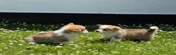 Welsh Corgi Pembroke dogs for sale: Handsome KC Reg Pembroke Corgi Pups in Caerphilly - Advert 1