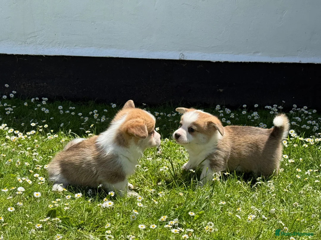 Welsh Corgi Pembroke dogs for sale: Handsome KC Reg Pembroke Corgi Pups in Caerphilly - Advert 1