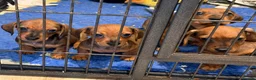 Miniature Dachshund dogs for sale: Adoreable home reared in profeshional home - Advert 7