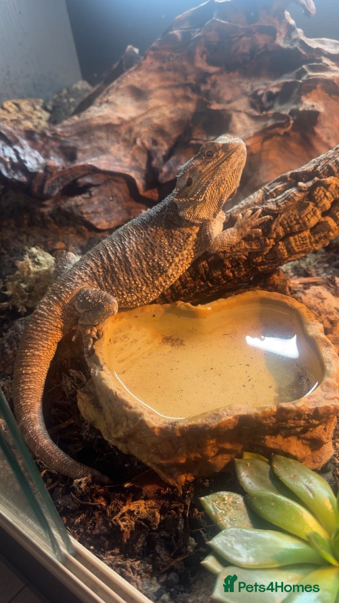 Bearded Dragon reptiles lovely Male bearded dragon - Advert 1