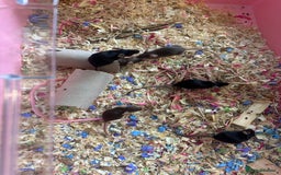 Mouse rodents for sale: Females fancy mice  - Image 1
