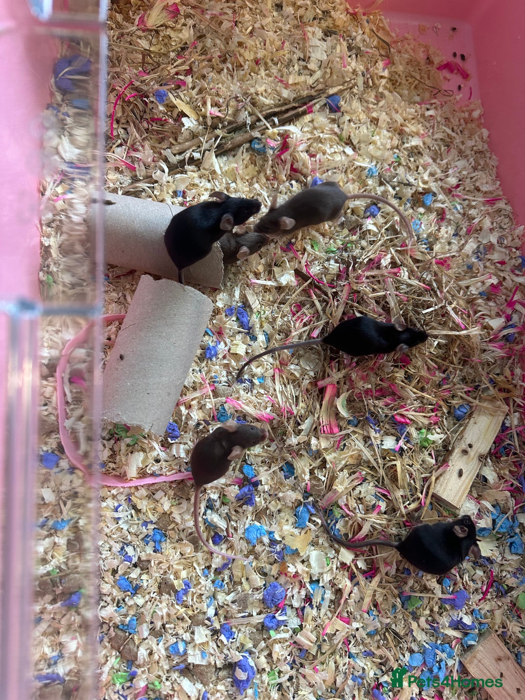 Mouse rodents for sale: Females fancy mice  - Image 1