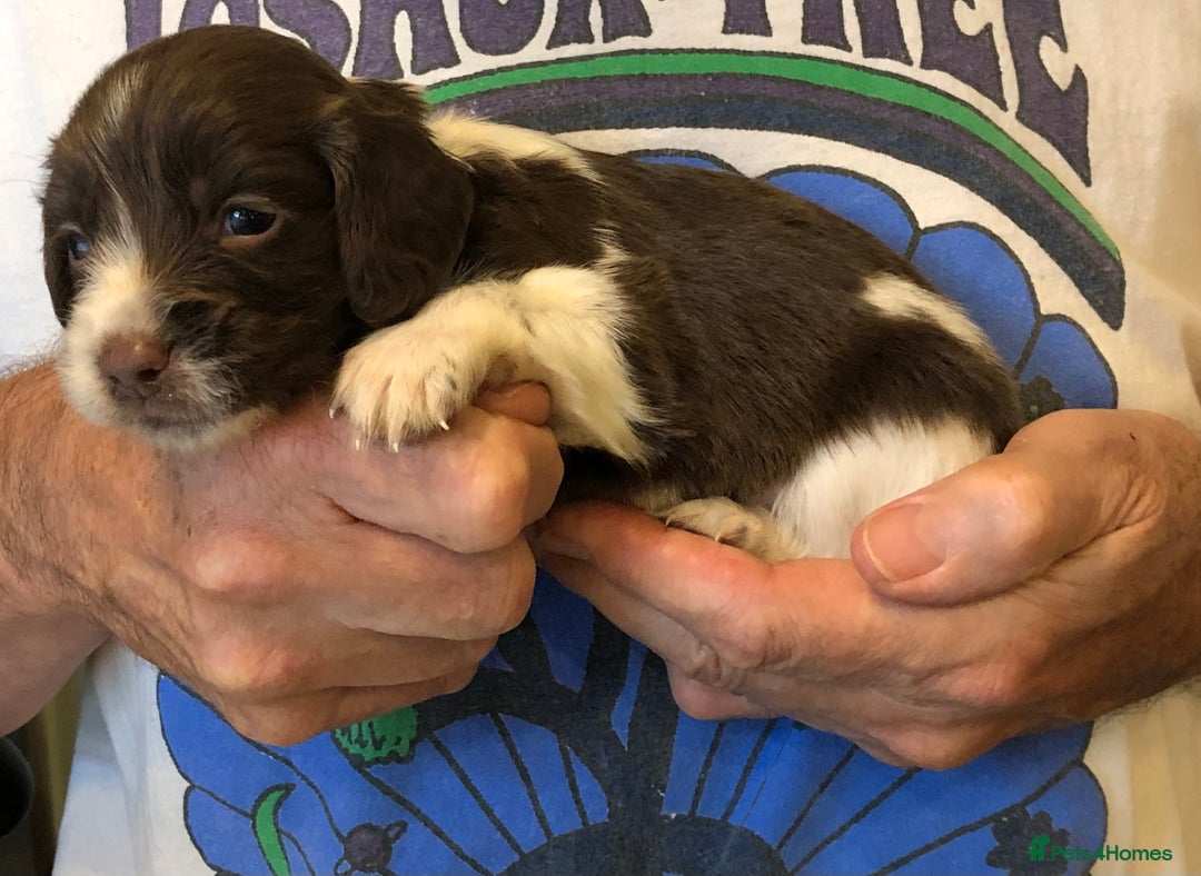 English Springer Spaniel dogs for sale: 5th Gen Springers: Purebred, 7th litter, 36 total - Image 26