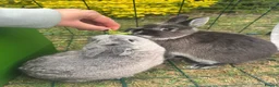 Netherland Dwarf rabbits for sale: Pip and Tink- bonded pair - Advert 4