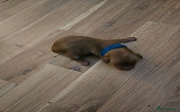 Cockapoo dogs for sale: Cockapoo puppies for sale! - Image 2