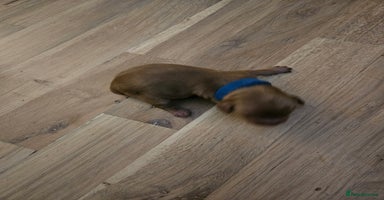 Cockapoo dogs - Advert 1