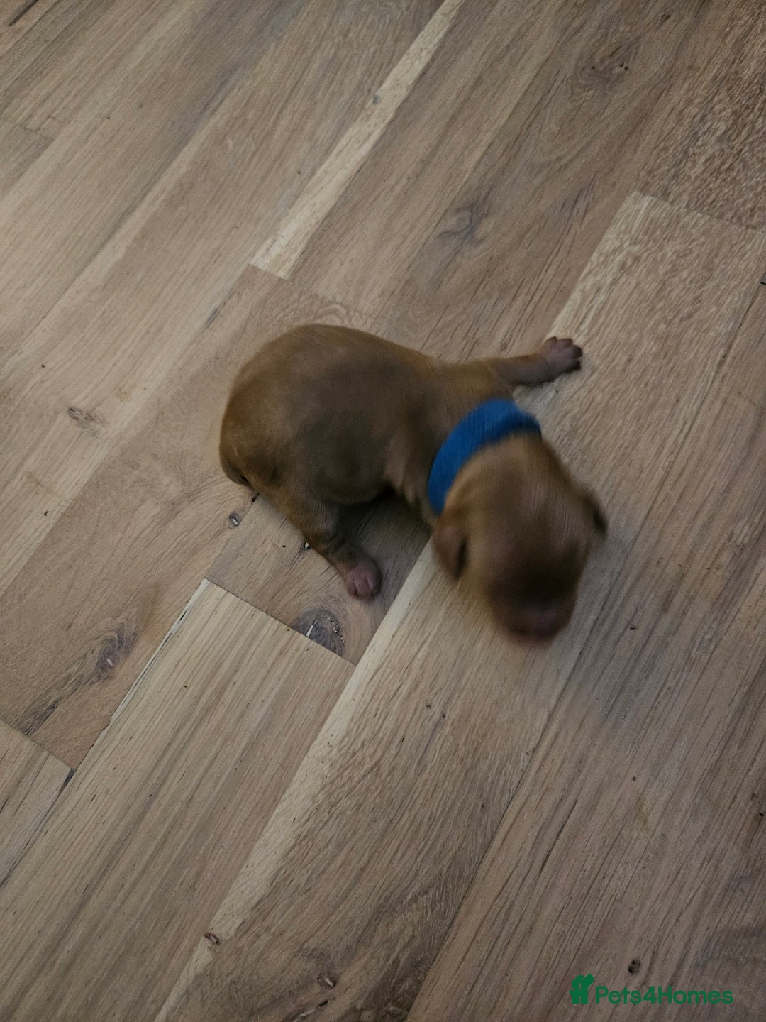 Cockapoo dogs for sale: Cockapoo puppies for sale! - Image 2