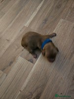 Cockapoo dogs - Advert 1