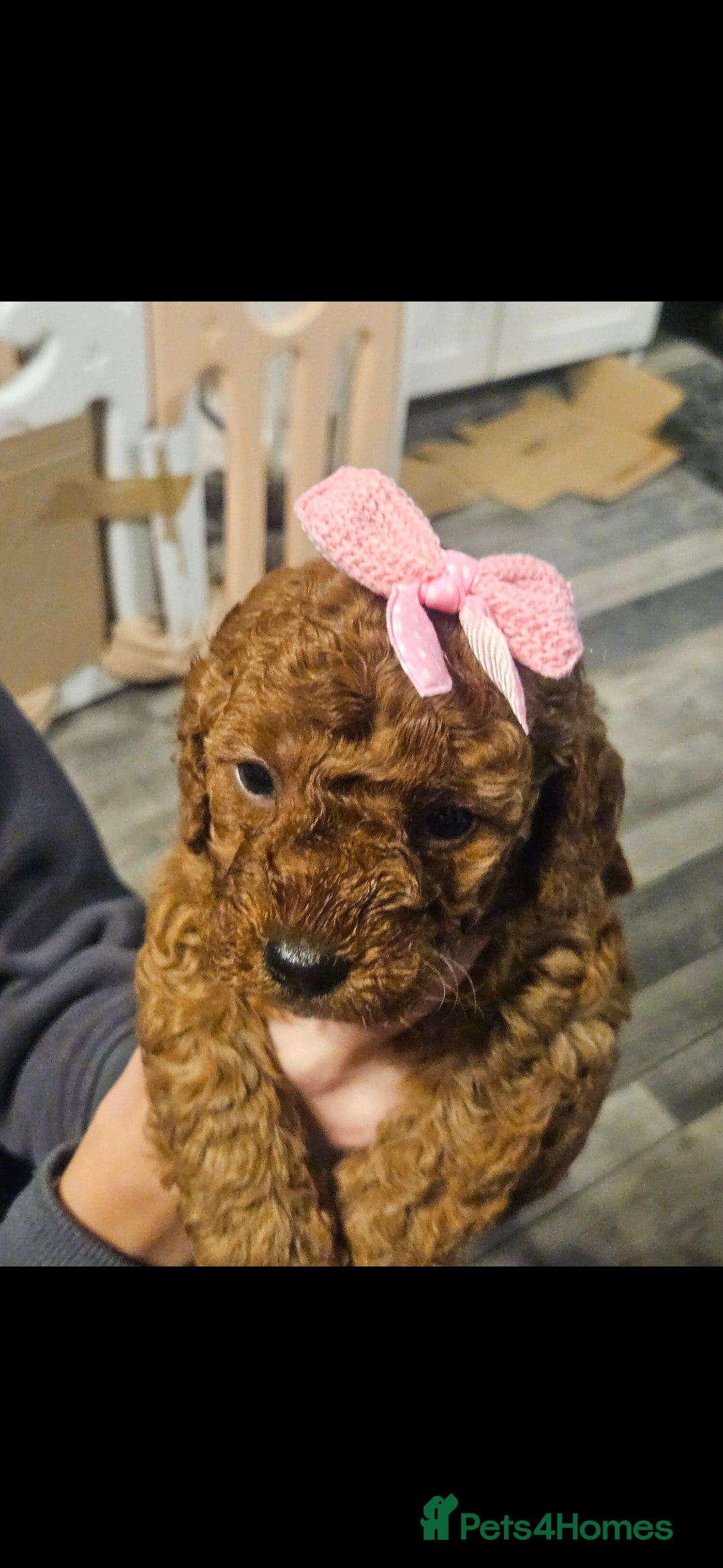 Cavapoo dogs for sale: 4 cavapoo pups  - Advert 7