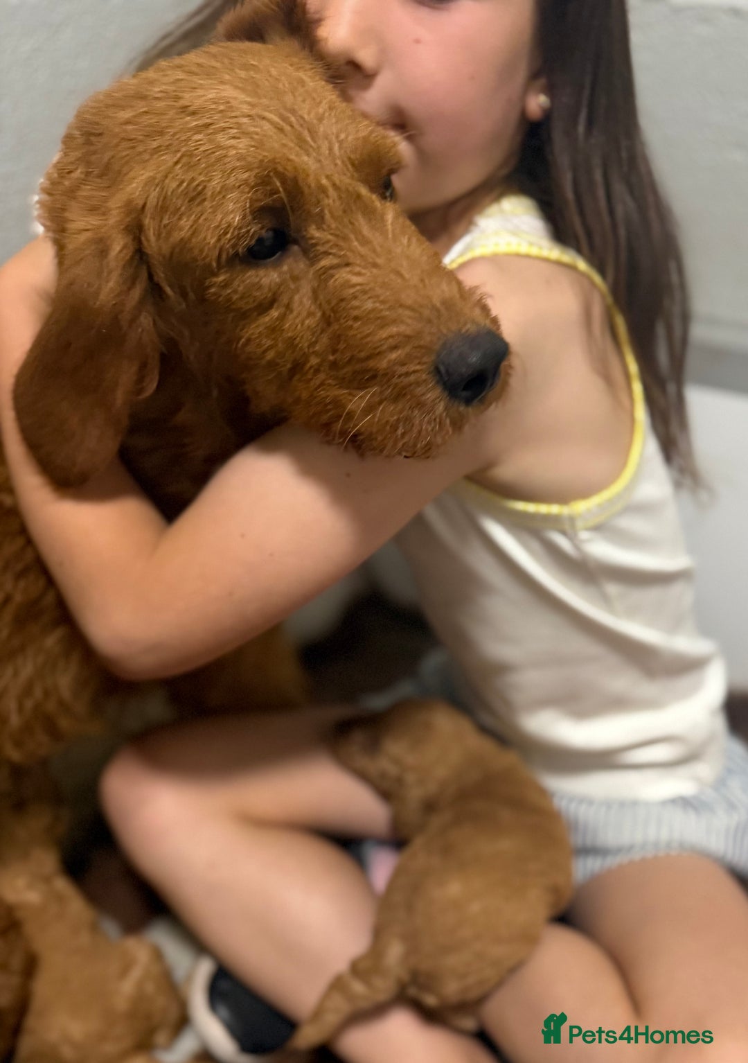 Labradoodle dogs for sale: Stunning miniature labradoodles  - Image 6