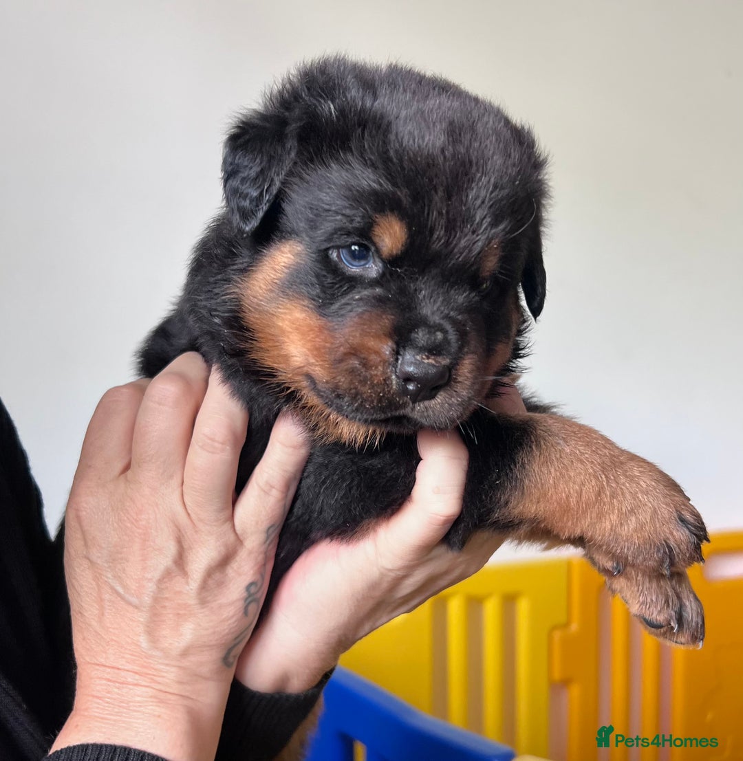 Month Rottweiler Life Size Model Rottweiler Dog Life Size Model