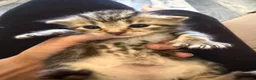 Mixed Breed cats for sale: 1 grey female 4 tabby female kittens - Advert 16
