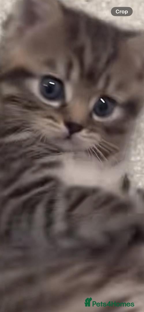 Mixed Breed cats for sale: Cat,s - Advert 2