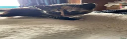 Mixed Breed cats for sale: 2 stunning mixed breed kittens  - Advert 18