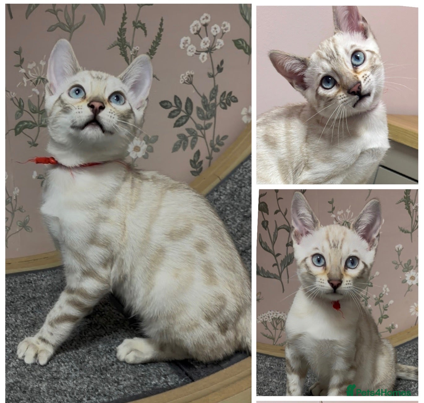 Bengal cats Stunning Glittery Snow Lynx and Mink Bengals  - Advert 1