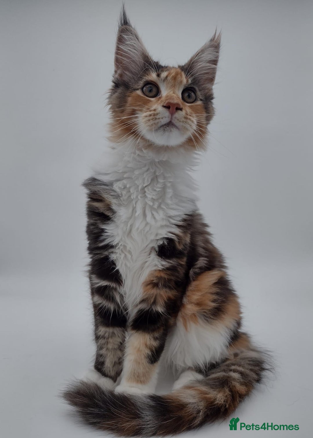 Maine Coon cats for sale: Ready Now - Beautiful Maine Coon Kittens in Nantwich - Image 10
