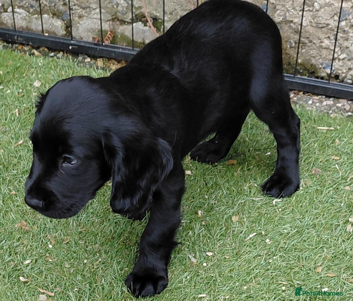Sprocker dogs Sprocker puppies 75% cocker - Advert 2