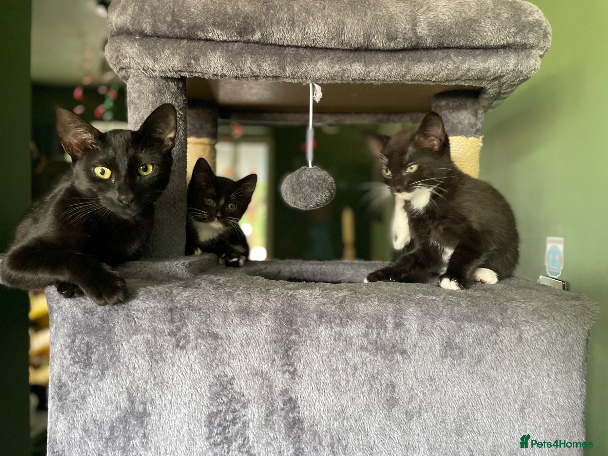 Mixed Breed cats Kittens looking for forever homes - Advert 12
