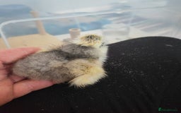 Chickens poultry for sale: USA silkie, jumbo coturnix, celadon quails - Image 13