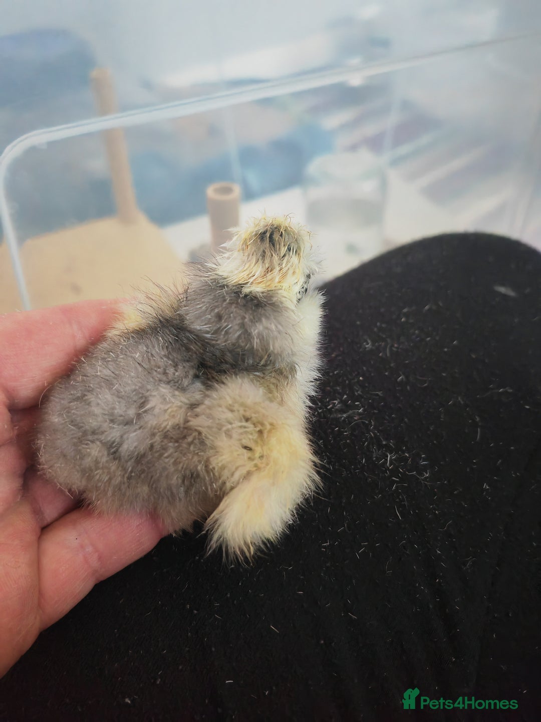 Chickens poultry for sale: USA silkie, jumbo coturnix, celadon quails - Image 13