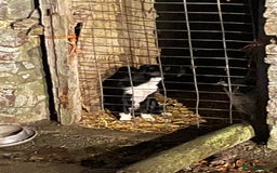 Border Collie dogs for sale: Collie - Image 4