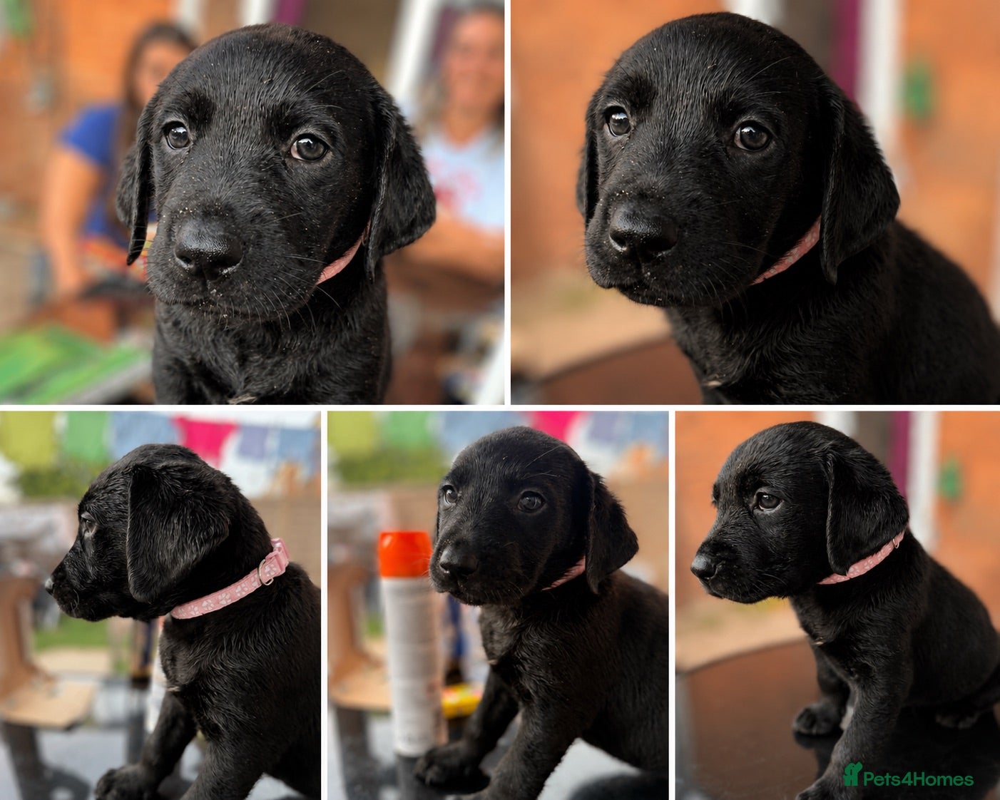 Labrador Retriever dogs 🐾 JUST 3 left Black and brown Labrador Puppies 🐾 - Advert 16