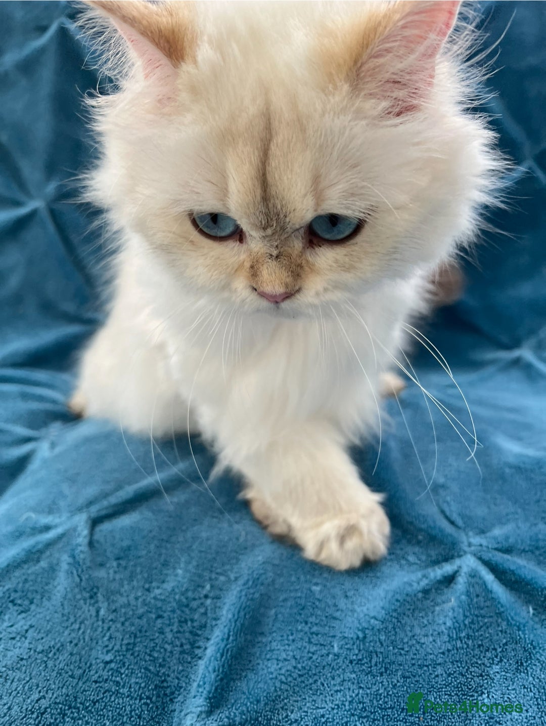 British Longhair cats for sale: Pure bread British Long and Shorthair kittens   - Advert 7