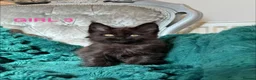 Maine Coon cats for sale: ONLY 2 LEFT SHOW QUALITY MAINE COON KITTENS - Advert 4