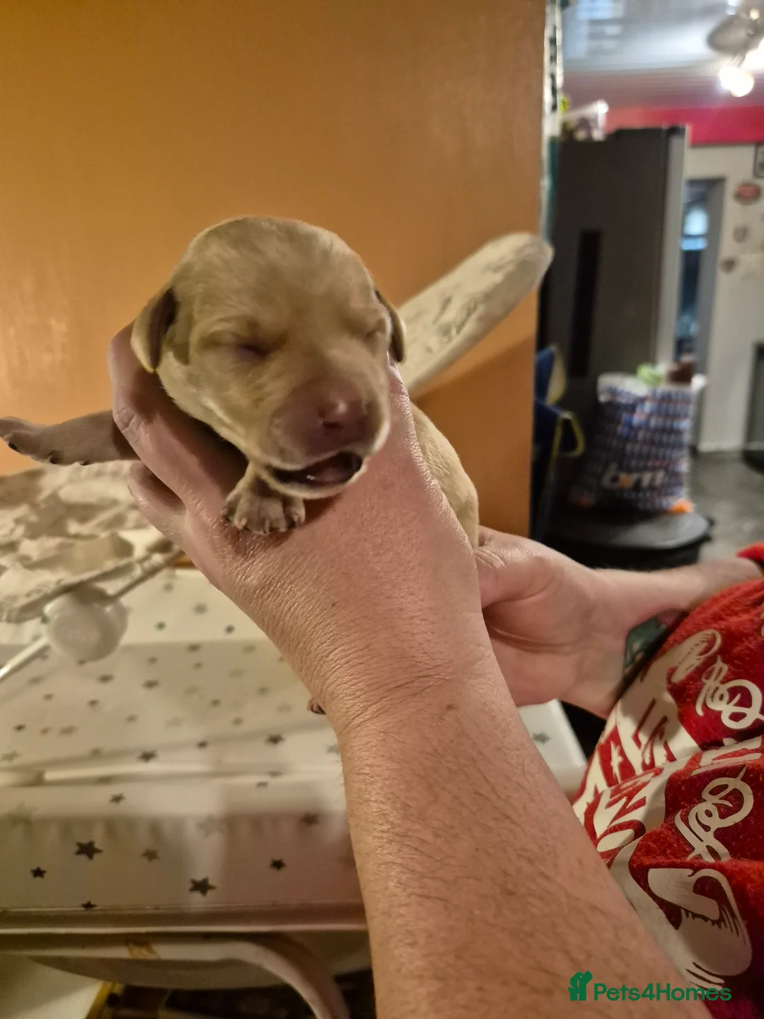 Labrador Retriever dogs for sale: KC Registered Pedigree Labrador Retriever Puppies - Advert 7