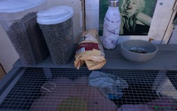 Mini Lop rabbits for sale: Bambi need gone ASAP - Image 11