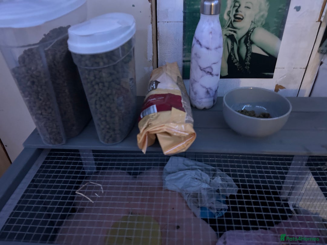 Mini Lop rabbits for sale: Bambi need gone ASAP - Image 11