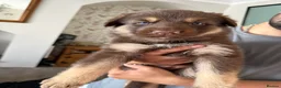 German Shepherd dogs for sale:  German Shepherd puppies - Advert 7