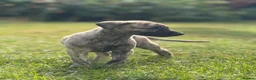 Mixed Breed dogs for sale: Whippet x lurcher puppies  - Advert 10