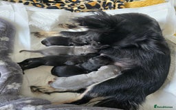 Chihuahua dogs for sale: Beautiful small.long haired chihuahua boys - Image 14