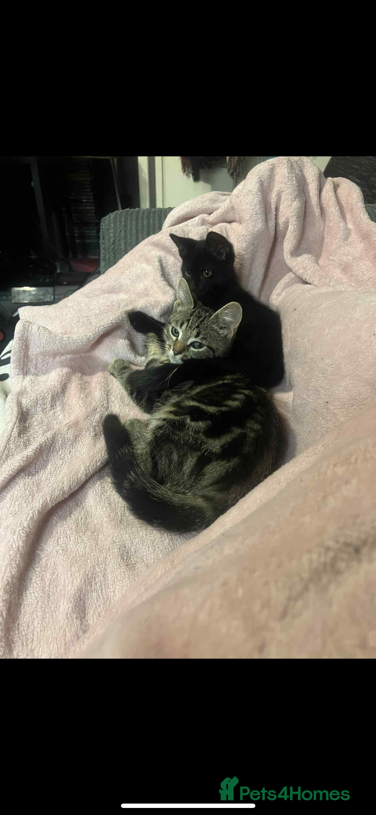 Mixed Breed cats Two cats to a good home! - Advert 19